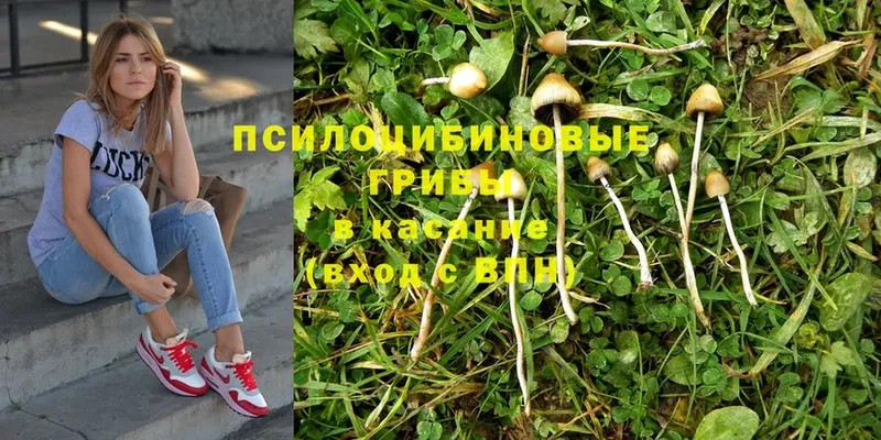 Галлюциногенные грибы Psilocybe  Алдан 